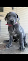 Great Dane Gretchen , a female Great Dane for sale in New Albany, MS – 1 of 3