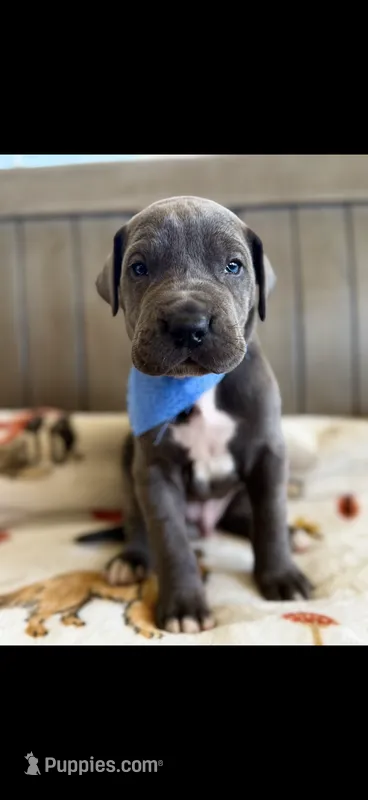 Big blue Male – Great Dane puppy for sale in New Albany, MS