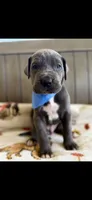 Big blue Male, a male Great Dane for sale in New Albany, MS – 1 of 1