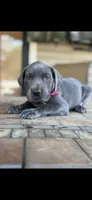 Great Dane Gretchen , a female Great Dane for sale in New Albany, MS – 2 of 3