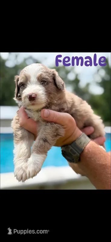 Female chocolate Merle  – Aussiedoodle puppy for sale in New Albany, MS