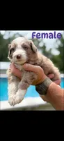 Female chocolate Merle , a male Aussiedoodle for sale in New Albany, MS – 1 of 1
