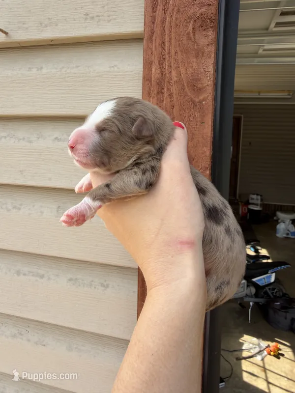 Chocolate Merle female  – Aussiedoodle puppy for sale in New Albany, MS