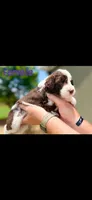 Parti female , a female Aussiedoodle for sale in New Albany, MS – 1 of 1