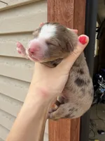 Chocolate and tan Merle female , a male Aussiedoodle for sale in New Albany, MS – 2 of 2