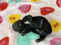 Boy number 2, a male Miniature Dachshund for sale in New Albany, MS – Photo 2 of 2