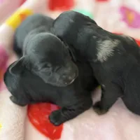 Boy number 2, a male Miniature Dachshund for sale in New Albany, MS – Photo 1 of 2