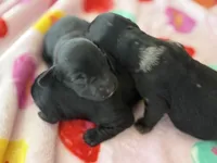 Boy number 2, a male Miniature Dachshund for sale in New Albany, MS – Photo 1 of 2