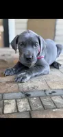Great Dane Gretchen , a female Great Dane for sale in New Albany, MS – 3 of 3