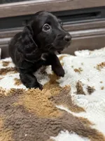 Blue collar boy , a male Miniature Dachshund for sale in New Albany, MS – Photo 2 of 4