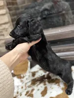 Blue collar boy , a male Miniature Dachshund for sale in New Albany, MS – Photo 3 of 4