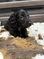 Blue collar boy , a male Miniature Dachshund for sale in New Albany, MS – Photo 1 of 4