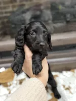 Blue collar boy , a male Miniature Dachshund for sale in New Albany, MS – Photo 4 of 4