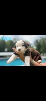Chocolate and white boy , a male Aussiedoodle for sale in New Albany, MS – 1 of 1
