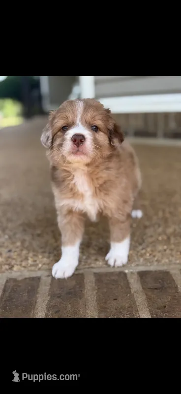 Double chocolate Female – Aussiedoodle puppy for sale in New Albany, MS