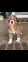 Double chocolate Female, a male Aussiedoodle for sale in New Albany, MS – 1 of 1