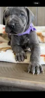 Blue girl , a female Great Dane for sale in New Albany, MS – 3 of 3