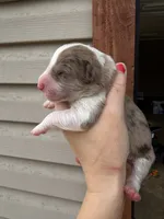 Chocolate Merle female , a female Aussiedoodle for sale in New Albany, MS – 2 of 3
