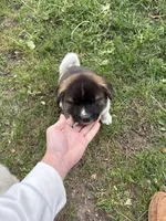 Athena , a female Akita for sale in Decatur, MI – 2 of 2
