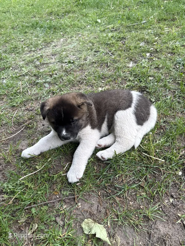 Athena  – Akita puppy for sale in Decatur, MI