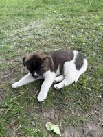 Athena , a female Akita for sale in Decatur, MI – 1 of 2