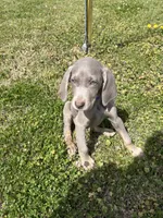Purple, a female Weimaraner for sale in Macclenny, FL – 3 of 3