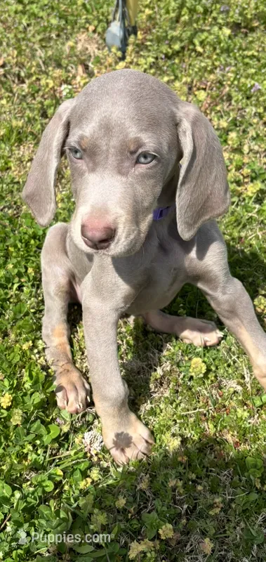 Purple – Weimaraner puppy for sale in Macclenny, FL