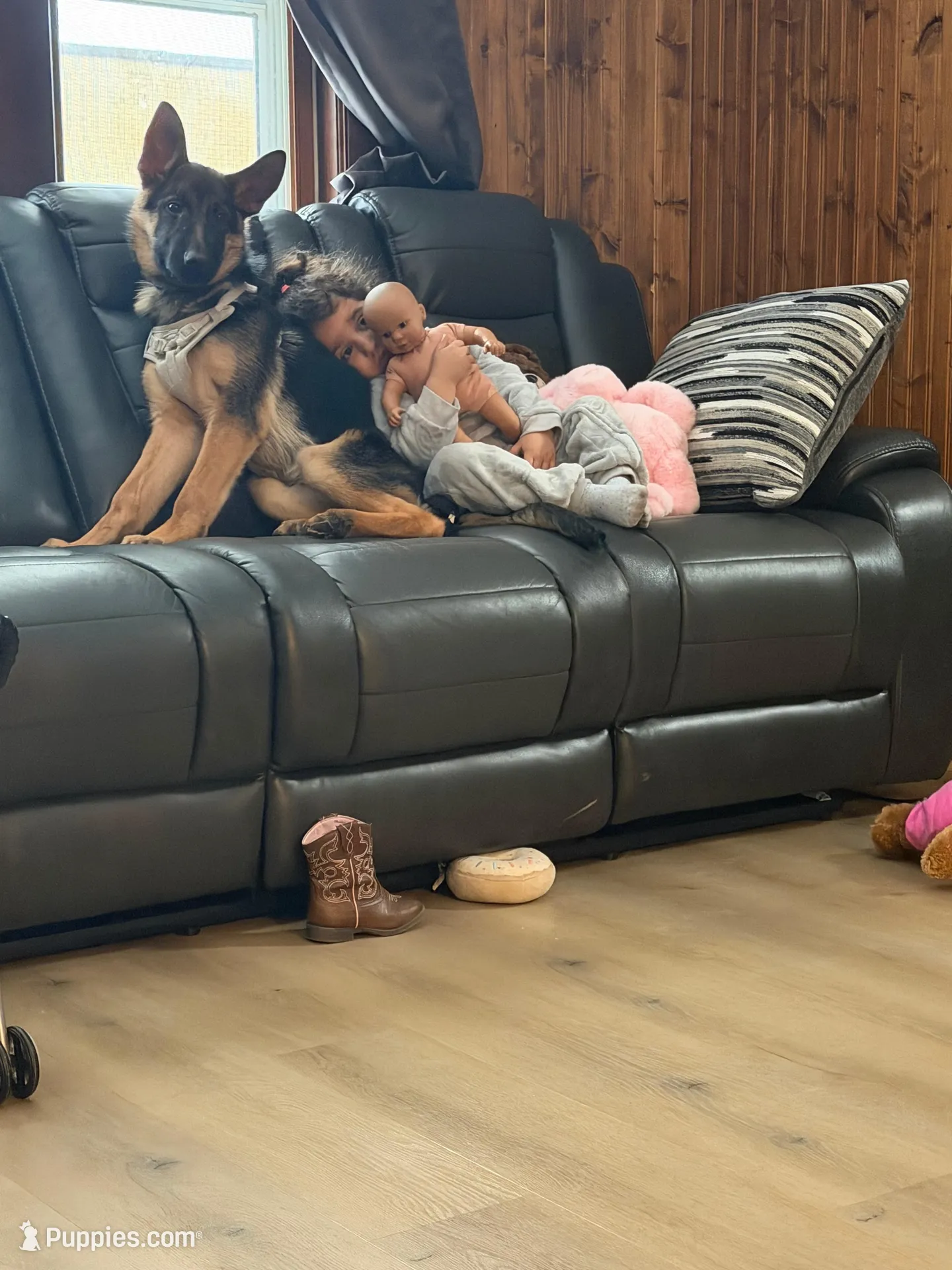 Marla, a female German Shepherd Dog for sale in Duluth, MN – Photo 5 of 6