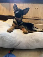 Marla, a female German Shepherd Dog for sale in Duluth, MN – Photo 6 of 6