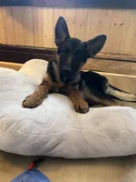 Marla, a female German Shepherd Dog for sale in Duluth, MN – Photo 1 of 6