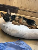 Marla, a female German Shepherd Dog for sale in Duluth, MN – Photo 4 of 6