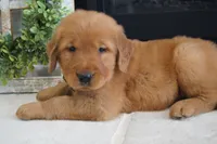 Zoe, a female Golden Retriever for sale in Apple Creek, OH – 5 of 7