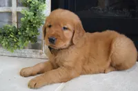 Zoe, a female Golden Retriever for sale in Apple Creek, OH – 3 of 7