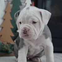 Misty, a female Olde English Bulldogge for sale in Apple Creek, OH – Photo 1 of 8
