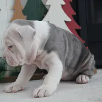 Misty, a female Olde English Bulldogge for sale in Apple Creek, OH – Photo 6 of 8