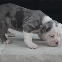 Misty, a female Olde English Bulldogge for sale in Apple Creek, OH – Photo 5 of 8