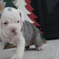 Misty, a female Olde English Bulldogge for sale in Apple Creek, OH – Photo 2 of 8