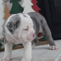 Misty, a female Olde English Bulldogge for sale in Apple Creek, OH – Photo 3 of 8