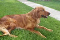 Max, a male Golden Retriever for sale in Apple Creek, OH – 6 of 7