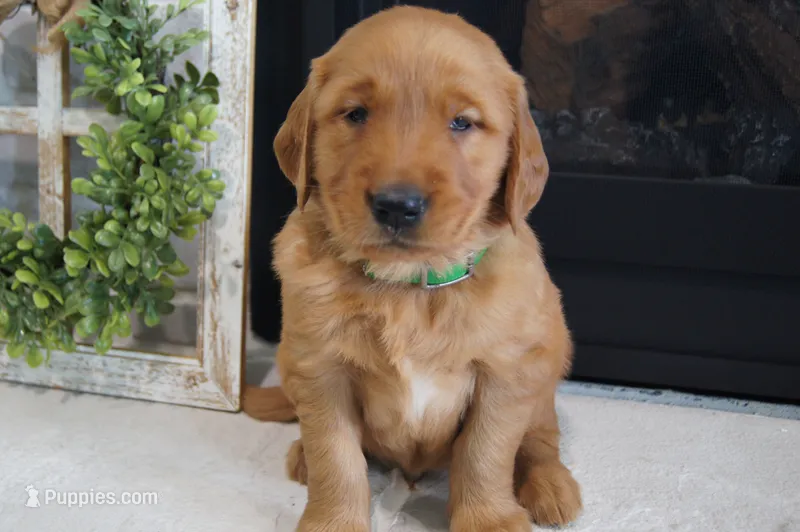 Max – Golden Retriever puppy for sale in Apple Creek, OH