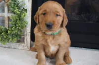 Max, a male Golden Retriever for sale in Apple Creek, OH – 1 of 7