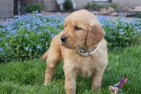 DAISY, a female Golden Retriever for sale in Apple Creek, OH – Photo 3 of 8