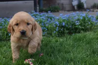 DAISY, a female Golden Retriever for sale in Apple Creek, OH – Photo 5 of 8