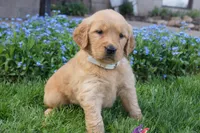 DAISY, a female Golden Retriever for sale in Apple Creek, OH – Photo 1 of 8