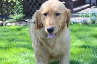 DAISY, a female Golden Retriever for sale in Apple Creek, OH – Photo 7 of 8