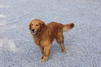 DAISY, a female Golden Retriever for sale in Apple Creek, OH – Photo 8 of 8
