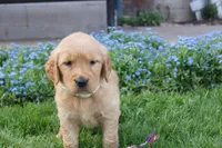 DAISY, a female Golden Retriever for sale in Apple Creek, OH – Photo 4 of 8