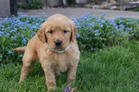 DAISY, a female Golden Retriever for sale in Apple Creek, OH – Photo 2 of 8