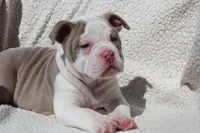 TONYA, a female Olde English Bulldogge for sale in Apple Creek, OH – Photo 3 of 9