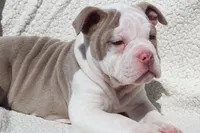 TONYA, a female Olde English Bulldogge for sale in Apple Creek, OH – Photo 8 of 9